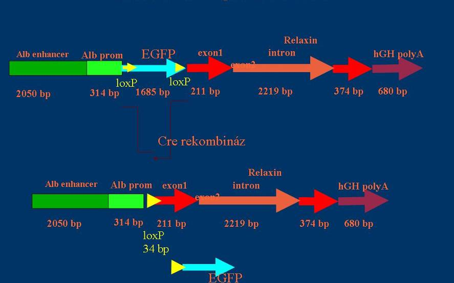 egértörzset is nyertünk, mely abban tér el a alb/relaxin transzgenikus egerektől, hogy egyetlen loxp (33 bp) szekvenciával hosszabb a transzgenikus allél, viszont rendelkezik egy kontroll törzzsel