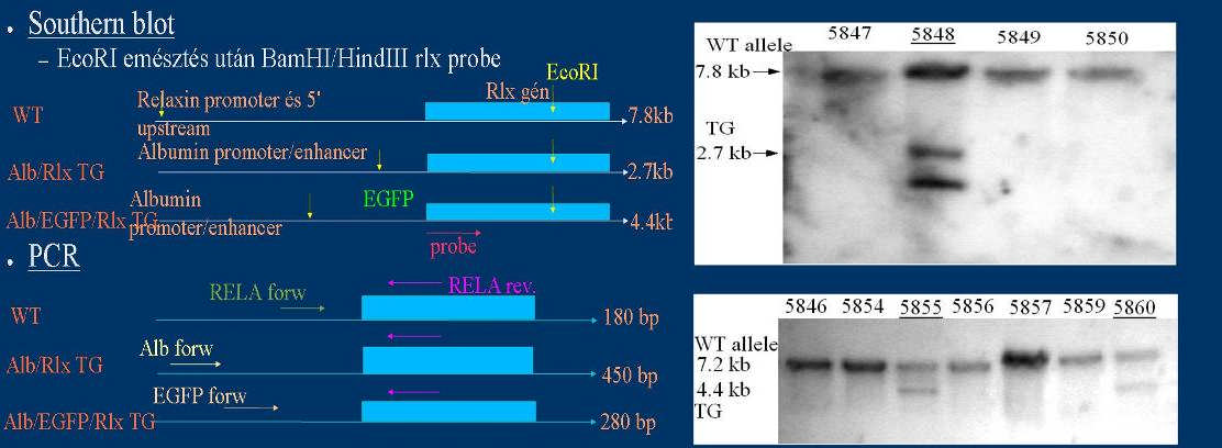 Az ábra felső részén Southern blot képe látható. A transzgén az egérben normálisan is jelenlevő fehérjét kódol, de eltérő a promotere, ezért a genomiális allélnak felel meg a felső csík(7.