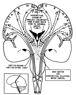 A B C 1.1 ábra A centrecephalikus integráló rendszer kialakulásának stádiumai. (A) Penfield koncepciójának korai változata, melyben a thalamus és az agytörzs még külön ábrázolt (Penfield, 1936).