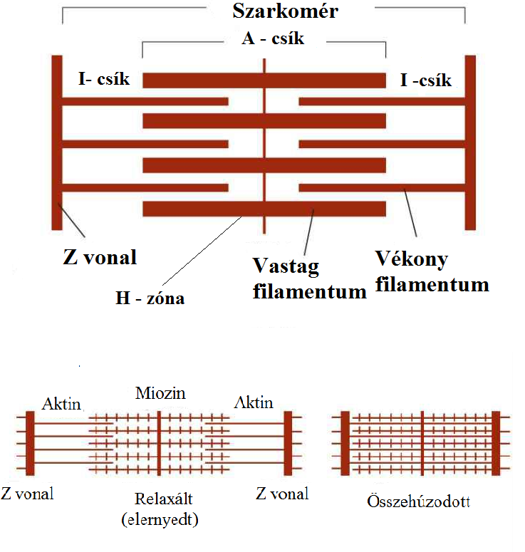 Z-vonal: a szarkomér határlemeze A-csík: a miozin (és aktin "átfedési zónája", az összehúzódás mértékével változik) filamentumok szakasza I-csík: az aktin