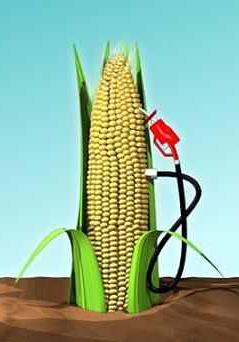 Bioetanol gyártási folyamata A bioetanol gyártásának alapanyaga általában vagy magas cukortartalmú növény (például cukorrépa, cukornád) vagy olyan anyagot tartalmazó növény, melyet