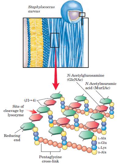 Szerkezeti (váz) poliszacharidok peptidoglikán, murein (baktériumok) (egy vagy több oligoszaccharid