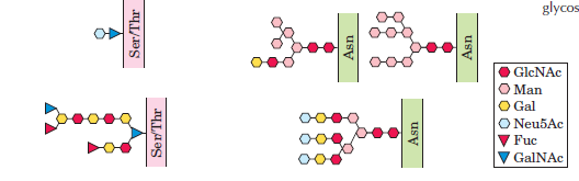 Glikoproteinek oligoszacharid-fehérje konjugátumok A glikoproteinek olyan fehérjék, melyekhez kovalens kötéssel szénhidrátok kapcsolódnak.