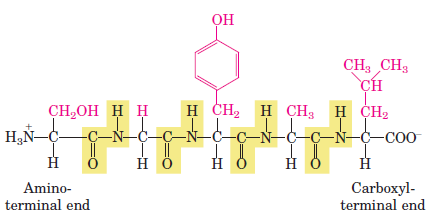 Peptidek Pentapeptid