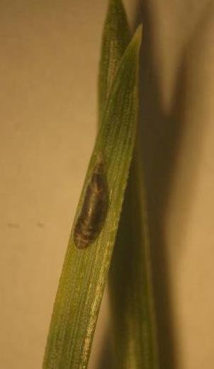 DIASPIDIDAE KAGYLÓS PAJZSTETVEK LEUCASPIS FAJOK LEUCASPIS LOEWI Közönséges fehér fenyő-pt. LEUCASPIS PUSILLA Fehér fenyő-pt. LEUCASPIS PINI Budai fehér fenyő-pt.