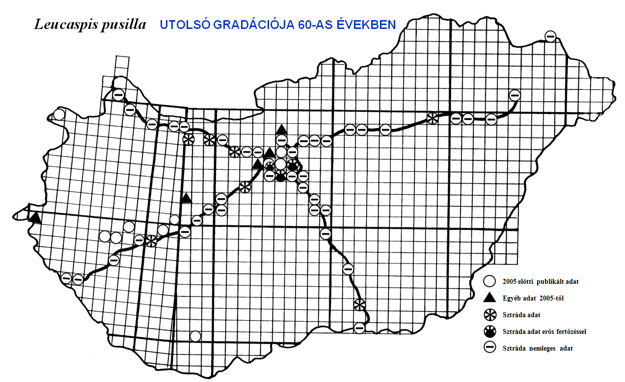 DIASPIDIDAE KAGYLÓS PAJZSTETVEK