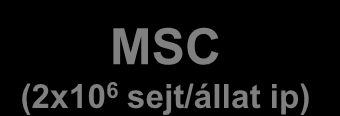 Az EAE mesenchymalis őssejtterápiája Klinikai score 5 n = 7 4 3 2 1 MSC (2x10 6