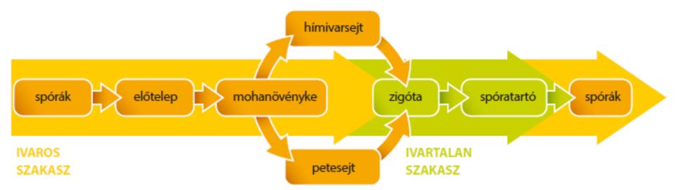 9. ZUZMÓ ÉS LOMBOSMOHA MEGFIGYELÉSE Bevezető kérdések 1. Ismertesd az egylaki mohák szaporodását a folyamatábra segítségével! 6. Az egylaki moha szaporodása 2.