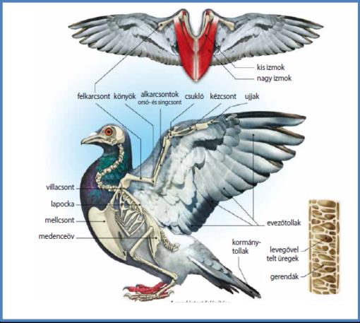 1. A házi tyúk végtagjainak megfigyelése a) Figyeld meg a szárny felépítését a házi tyúk csontvázán!