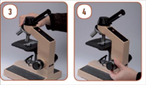 Ha nagyobb nagyítást akarsz használni, a finombeállító csavar segítségével igazítsd a kép élességét! Készíts rajzot a látottakról! A mikroszkopizálás befejeztével emeld fel a tárgylencséket!