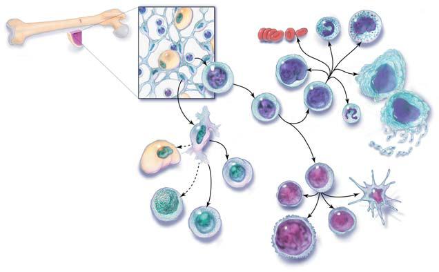 19 Hematopoetikus őssejtek differenciálódása vérképző őssejtek eritrocita eozinofil bazofil Mieloid progenitor sejt Hosszú-életű multipotens őssejt Sztrómális őssejt Megakariocita?