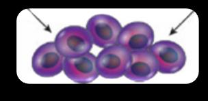 3 - minden sejttípus kialakulhat belőle zigóta és 8 sejtes állapotú embrió zigóta belső sejttömeg - bármilyen sejttípus kialakulhat, kivéve az