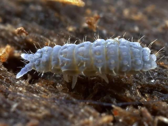 o: COLLEMBOLA - ugróvillások - kolla: ragasztó, enyv; embolon: farok - 0,2 9 mm - epiedafikus (talajfelszínen, avarban) v euedafikus (a talaj felső rétegében)