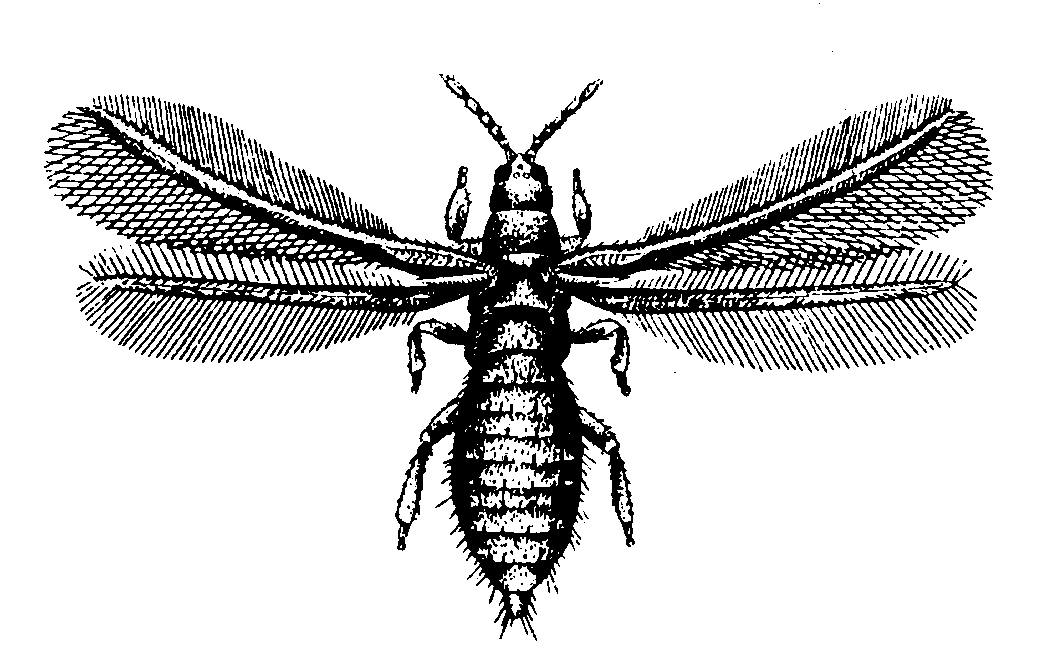 4. ordo THYSANOPTERA tripszek hólyagoslábúak v rojtosszárnyúak thysanos: