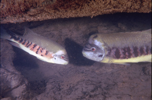 kevésbé észrevehető, és gyakran olyan esetekre korlátozódik, ahol a fajok ugyanazt az élőhelyet foglalják el (pl. a Geophagus abalios és dicrozoster fajpár).