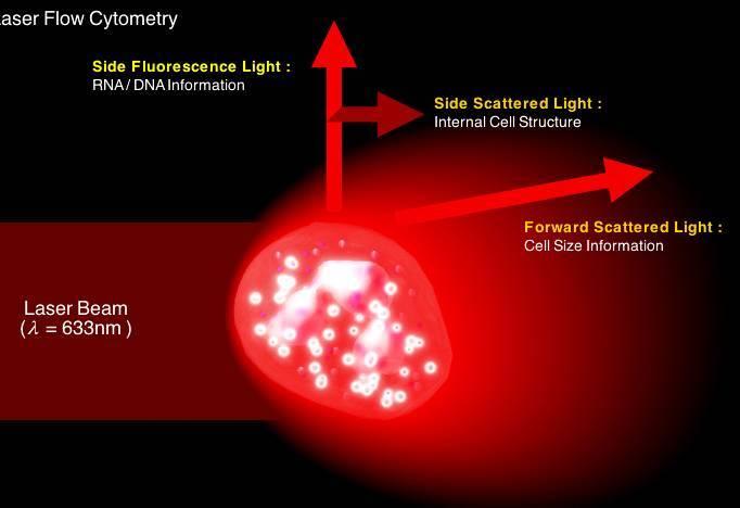 Fluoreszcens áramlásos cytometria Sysmex MAPPS (Multi Angle Polarized Scatter Separation) A fényszóródás