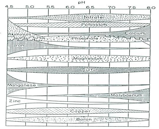 A TALAJ-NÖVÉNY-TÁPANYAG KAPCSOLATRENDSZER SZEREPE A HATÉKONYSÁGBAN Figure 2.5. A tápelemek felvehetőségének határértékei a talaj ph függvényében Fontos!