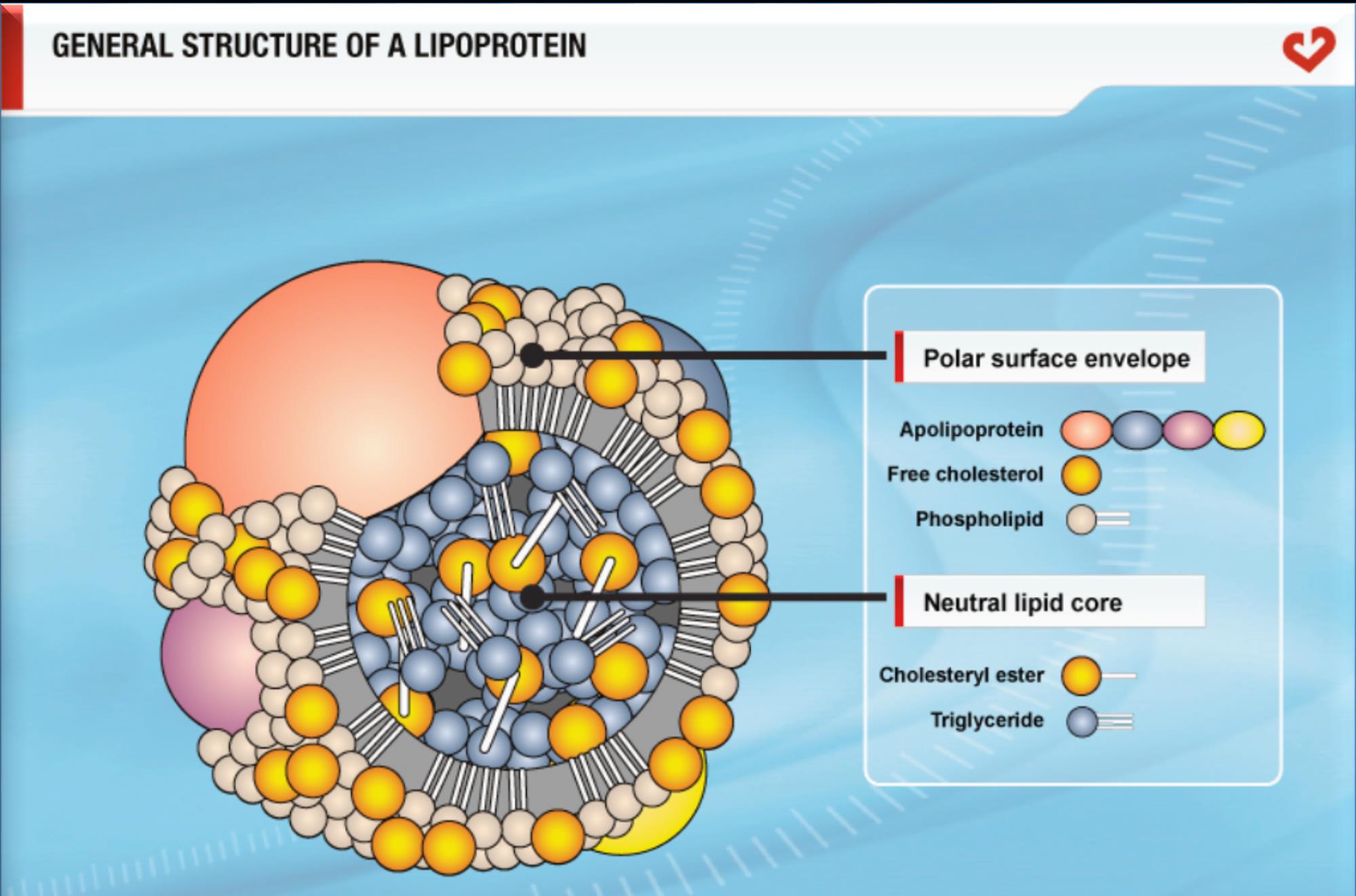 Dyslipidemia 2014 Dr.