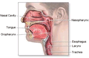 Epipharynx Orrüreg Paranasalis sinus