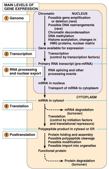 Génexpressziós szintek Génhez való hozzáférés kromatin DNS metiláció kromatin mdifikáció Átírás epigentika cisz és transzelemek