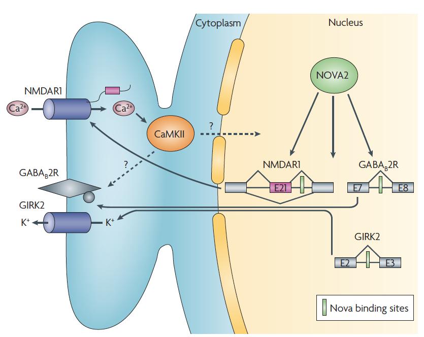A hippocampus CA1 régiójában az NMD receptor aktiváció által kiváltott LTP-hez szükséges a NOVA2 splicing faktor