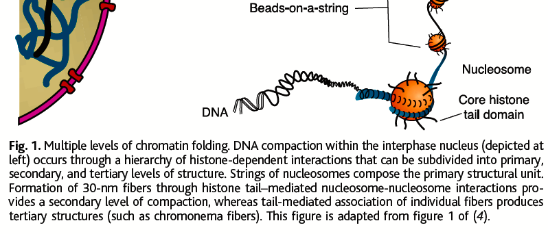 DNS-től a kromoszómákig: A DNS