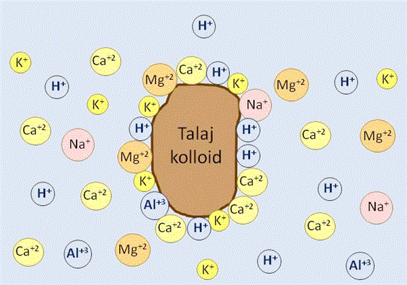 A talajok kémiai degradációja - savanyodás Savanyúság formák Aktuális savanyúság (ph) így nem más, mint a talajoldat (szuszpenzió) oxónium ion koncentrációjának negatív 10-es alapú logaritmusa.