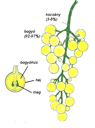 A kocsány A zöld kocsányra jellemző; - A magas kötöttsav-tartalom, - különösen sok oldható polifenol, - viszonylag magas ph- érték. A szőlő feldolgozása A bogyóhéj A bogyó súlyának átlag 17%-a.