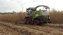 Miscanthus x giganteus http://www.energiacentrum.