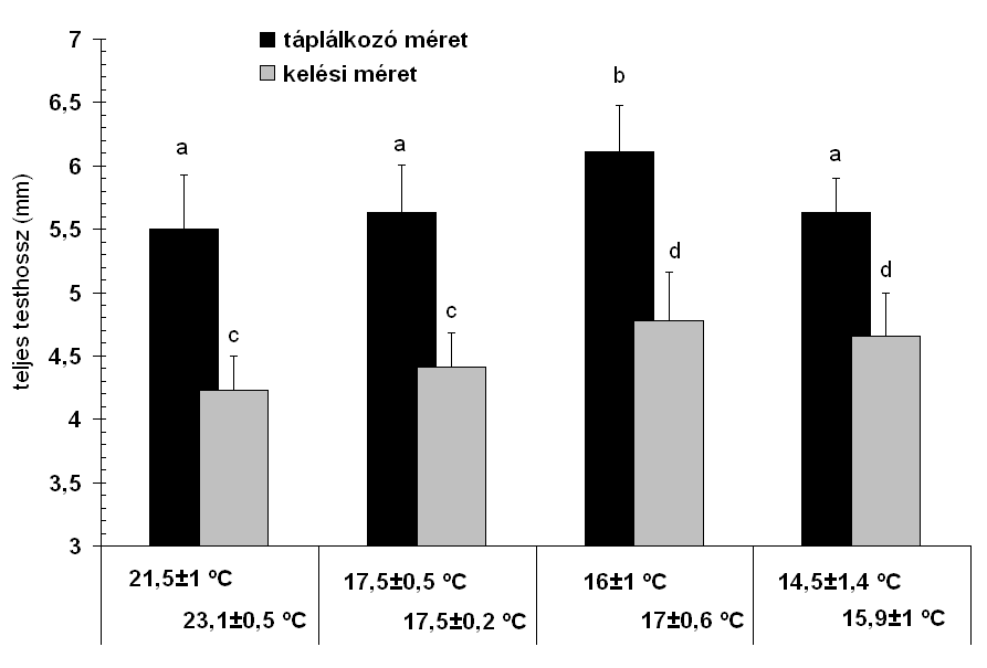 8. ábra: A kelő és elúszó lárvák testhossza különféle keltetési hőmérsékletek esetén A különböző betűjelek statisztikailag igazolható különbséget jelölnek p<0,05 szinten 4.2.