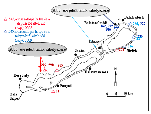 2008 és 2009 között az MTA ÖK BLKI-vel, és a Balatoni Halászati Zrt.-vel együttműködve összesen 800 kétnyaras széles kárászt jelöltünk meg egyedileg és helyeztünk ki a tó különböző területein (26.