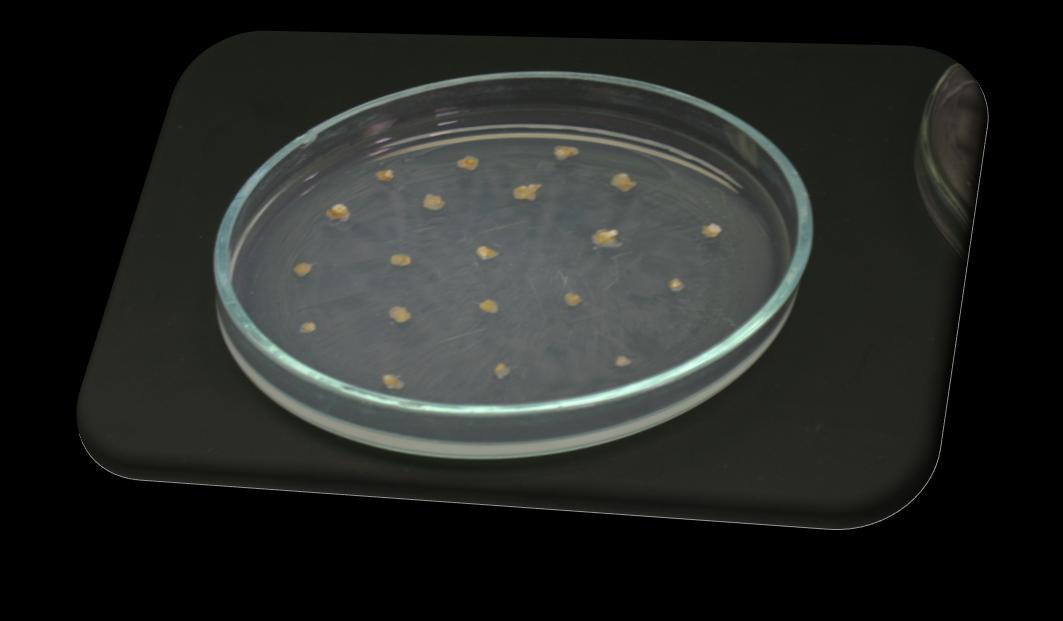 Alkalmazott biokémia, transzgénikus organizmusok Indukció Antibiotikum (Timentin)