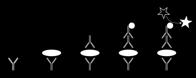 T ELISA (enzyme linked immunosolvent assay) Indirekt ELISA Az antitestek/gének kötődése a felülethez nem specifikus, más fehérjék is kötőthetnek a felülethez, blokkolás BSA-val Szendvics ELISA Ismert