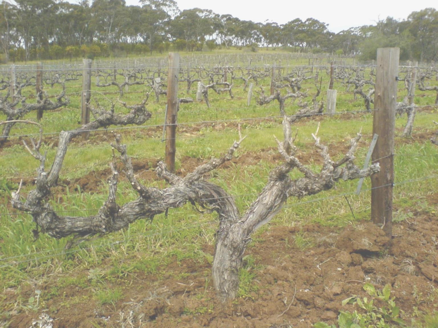 ÚJ KÁROSÍTÓK MAGYARORSZÁGON A SZŐLŐ ARANYSZÍNŰ SÁRGASÁGA GRAPEVINE FLAVESCENCE DORÉE (FD) 2015.