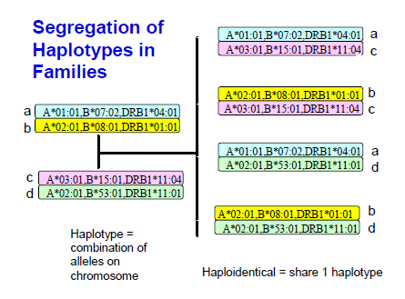 A haplotípusok elkülönülése a családban Identikus két személy, ha mindkét