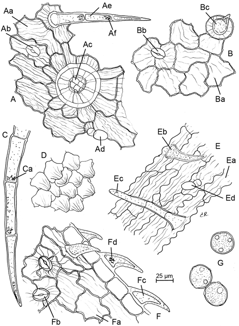 Serpylli herba Ph.Hg.VIII. Ph.Eur.8.2-3 1891.