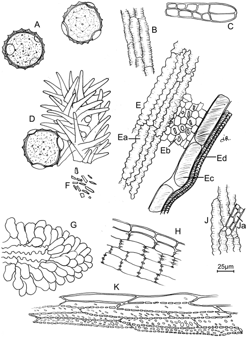 Carthami flos Ph.Hg.VIII. Ph.Eur.8.2-2 darabjai megnyúlt sejtekből épül fel, csúcsán pedig igen hosszú, kúpos, egymáshoz hajló papillás bibében végződik [D].