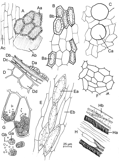Piperis longi fructus Ph.Hg.VIII. Ph.Eur.8.2-3 2453.-1.
