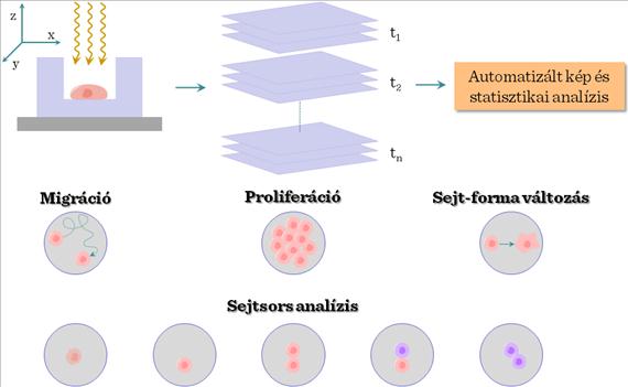 IV-2. ábra: Sejt nyomonkövetés az őssejtbiológiában A sejtek akkor írhatóak le pluripotensként, ha képesek létrehozni egy szervezet minden egyes sejttípusát.