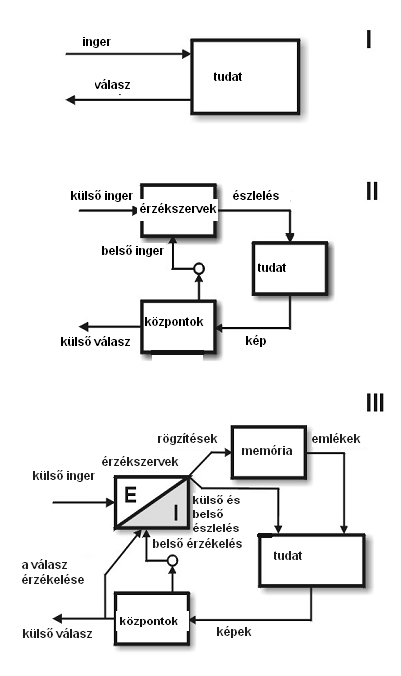 Most a következő sémákat állítjuk fel: Az I. séma egy egyszerű rendszert ábrázol, melyben a stimulusok a tudatba jutnak, a tudat pedig választ ad rájuk. A II.