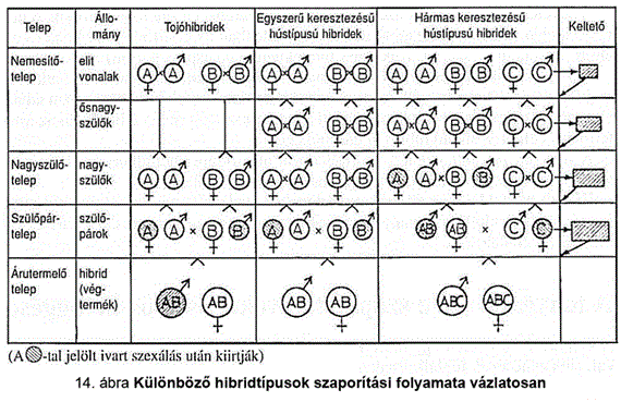 Mellékletek -