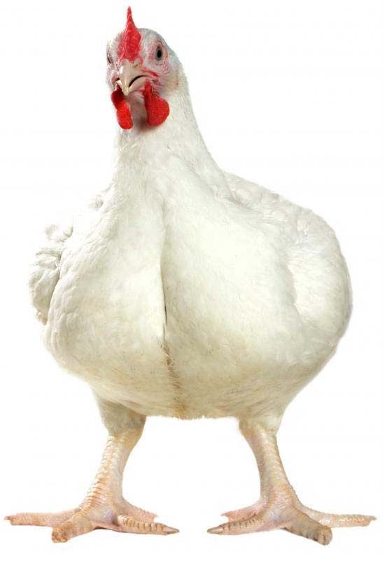 Campylobacter a baromfi ólban,