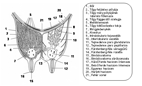 A TEJTERMELÉS ÉLETTANI ALAPJAI 23.