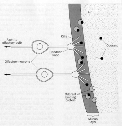 Szaglás receptora: A szaglóreceptorok a szaglóhámon helyezkednek el, az orrüreg tetején. Kb.