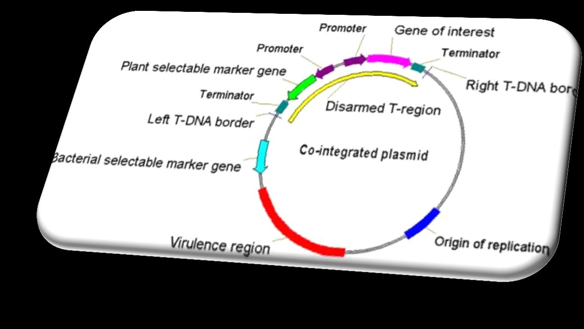 Agrobacterium közvetített transzformáció -cirkuláris Ti és Ri plazmid önállóan szaporodik, 100 génje van, opinokat termel N forrásként a