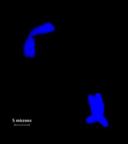 ml -1 Proteinase-K) Emésztett kromoszóma mechanikai