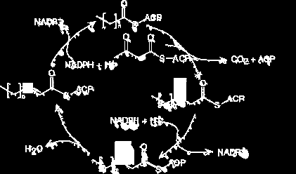 Palmitinsav bioszintézisének anyagmérlege: Palmitinsav