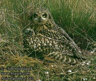 jp Vetési lúd (Anser fabalis) Süvöltő (Pyrrhula pyrrhula) Búboscinege (Parus cristatus) Túzok (Otis tarda) Vörös gém (Ardea purpurea) http://www.snaebel.dk http://www.ivnvechtplassen.org http://www.