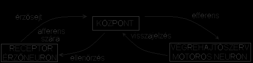 3. Reflexközpont - az afferens impulzus az efferens szárra kapcsolódik át. 4. Efferens szár (mozgató neuron) - a reflexközpontból a szervekhez továbbítja és hozza létre a megfelelő válaszreakciót.