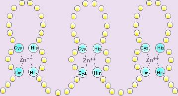 Nyomelemek szerepének csoportosítása 1. Kismolekulák szállítása, tárolása például: O 2 -szállítás:hemoglobin (Fe), hemocianin (Cu) O 2 -tárolás: mioglobin (Fe) 2.
